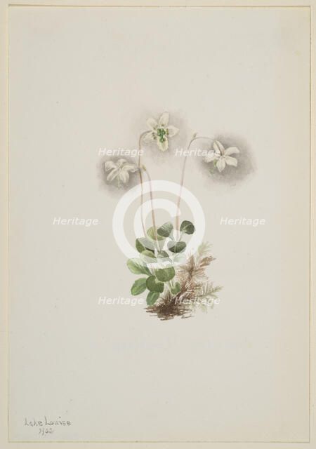Wood-Nymph (Moneses uniflora), 1902. Creator: Mary Vaux Walcott.