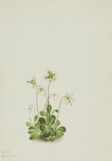 Wood Nymph (Moneses uniflora), 1925. Creator: Mary Vaux Walcott