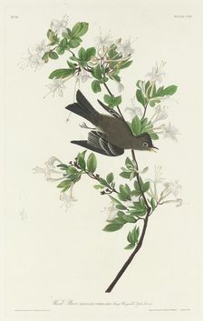 Wood Pewee, 1831. Creator: Robert Havell