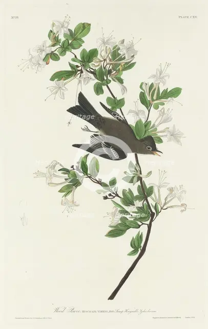 Wood Pewee, 1831. Creator: Robert Havell.