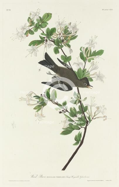 Wood Pewee, 1831. Creator: Robert Havell.