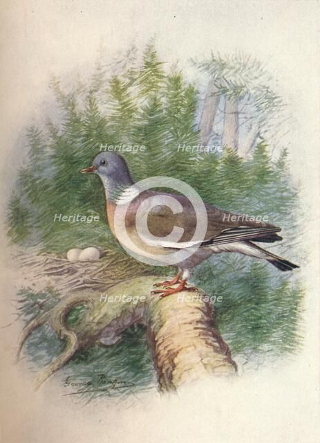 'Wood-Pigeon or Ring-Dove - Colum'ba palum'bus', c1910, (1910). Artist: George James Rankin.