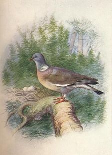 Wood-Pigeon or Ring-Dove - Colum'ba palum'bus c1910, (1910). Artist: George James Rankin