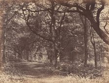 Wood-scene, Norton, Cheshire, 1856. Creator: Thomas Davies
