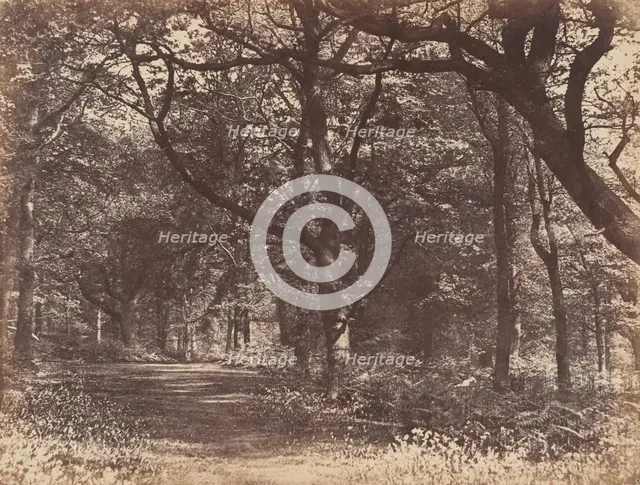 Wood-scene, Norton, Cheshire, 1856. Creator: Thomas Davies.