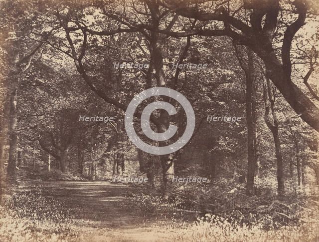 Wood-scene, Norton, Cheshire, 1856. Creator: Thomas Davies.