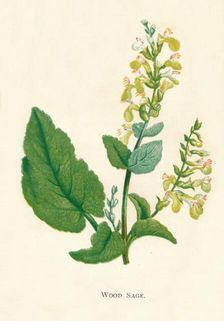 Wood Sage c1891, (1891). Artist: Anne Pratt