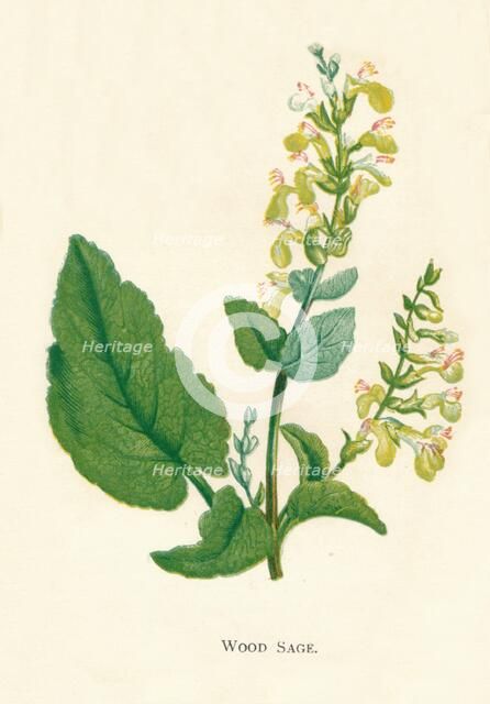'Wood Sage', c1891, (1891). Artist: Anne Pratt.