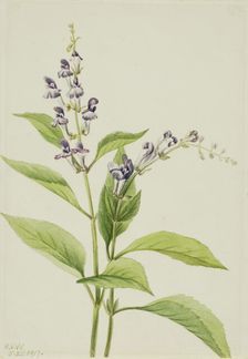 Wood Skullcap (Scutellaria serrata), 1917. Creator: Mary Vaux Walcott