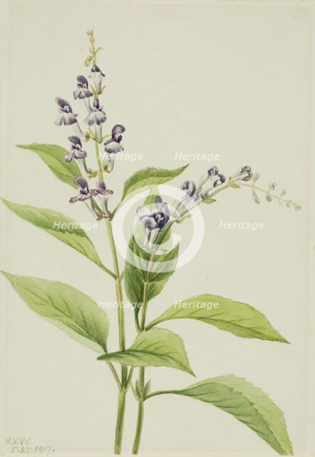 Wood Skullcap (Scutellaria serrata), 1917. Creator: Mary Vaux Walcott.