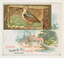 Woodcock, from the Game Birds series (N40) for Allen & Ginter Cigarettes, 1888-90. Creator: Allen & Ginter