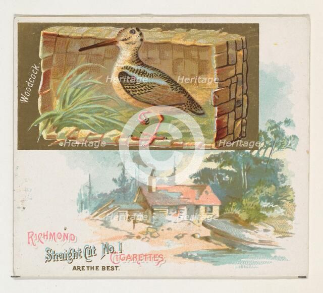 Woodcock, from the Game Birds series (N40) for Allen & Ginter Cigarettes, 1888-90. Creator: Allen & Ginter.