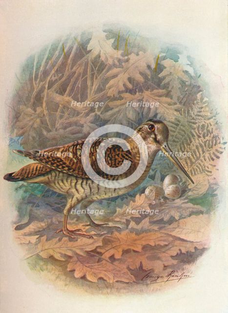 'Woodcock - Scol'opax rustic'ula', c1910, (1910). Artist: George James Rankin.