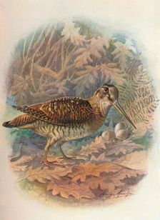 Woodcock - Scol'opax rustic'ula c1910, (1910). Artist: George James Rankin