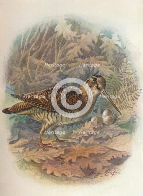 'Woodcock - Scol'opax rustic'ula', c1910, (1910). Artist: George James Rankin.