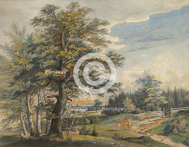 Wooded Landscape with Stag, 1800-1877. Creator: Carl August Lebschee.