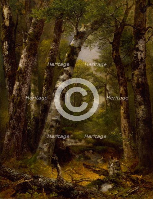 Woodland Glen, ca. 1850-1855. Creator: Asher Brown Durand.