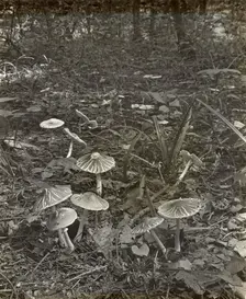 Woodland mushrooms, between 1915 and 1935. Creator: Frances Benjamin Johnston