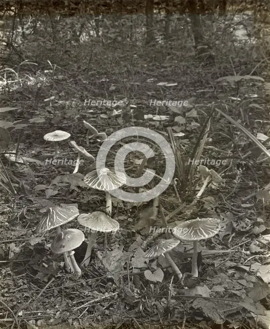 Woodland mushrooms, between 1915 and 1935. Creator: Frances Benjamin Johnston.