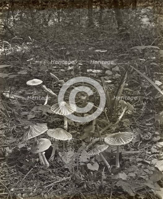 Woodland mushrooms, between 1915 and 1935. Creator: Frances Benjamin Johnston.
