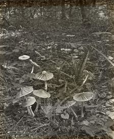 Woodland mushrooms, between 1915 and 1935. Creator: Frances Benjamin Johnston