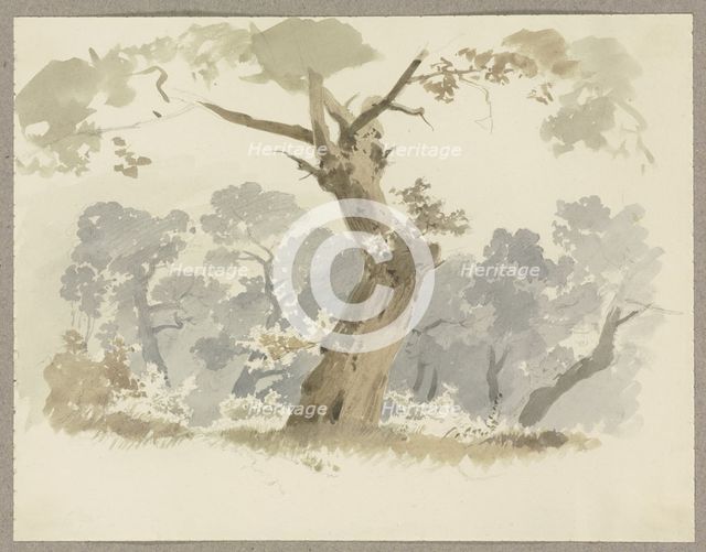 Woodland scene, a crooked tree in the foreground, c1846. Creator: Carl Theodor Reiffenstein.