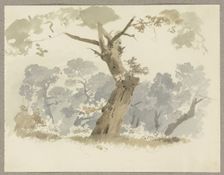 Woodland scene, a crooked tree in the foreground, c1846. Creator: Carl Theodor Reiffenstein