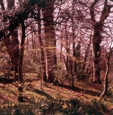 Woodland walk, Palace Hotel, Torquay, Devon, c1955. Creator: Arthur Charles Kirby Ware