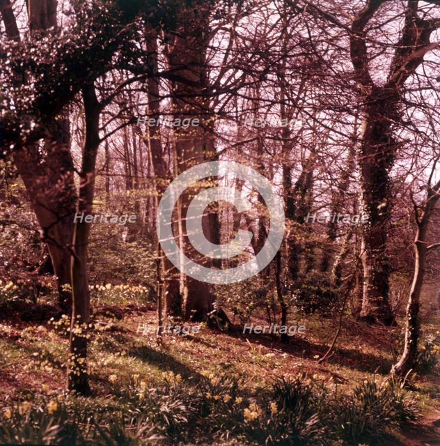 Woodland walk, Palace Hotel, Torquay, Devon, c1955.  Creator: Arthur Charles Kirby Ware.