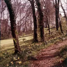Woodland walk, Palace Hotel, Torquay, Devon, c1955. Creator: Arthur Charles Kirby Ware