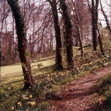 Woodland walk, Palace Hotel, Torquay, Devon, c1955. Creator: Arthur Charles Kirby Ware