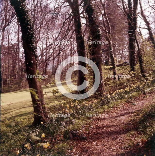 Woodland walk, Palace Hotel, Torquay, Devon, c1955.  Creator: Arthur Charles Kirby Ware.