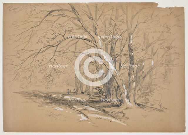 Woodland Trees, 19th century. Creator: John William Casilear.