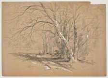 Woodland Trees, 19th century. Creator: John William Casilear