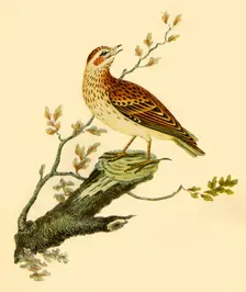 Woodlark 1821, (1942). Creator: George Graves