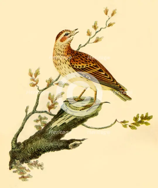 'Woodlark', 1821, (1942).  Creator: George Graves.