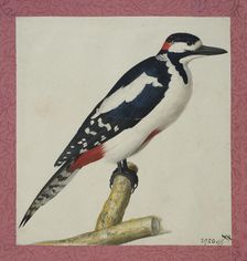 Woodpecker, 1653. Creator: Pieter Holsteyn the Younger