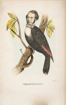 Woodpecker (William B. Gihon), from The Comic Natural History of the Human Race, 1851. Creators: Henry Louis Stephens, L. Rosenthal