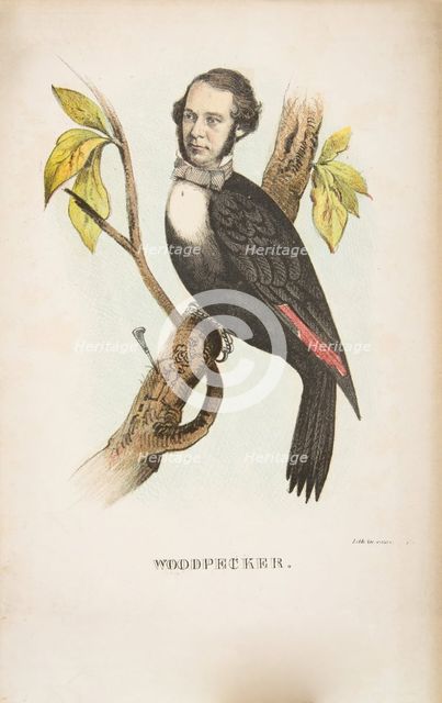 Woodpecker (William B. Gihon), from The Comic Natural History of the Human Race, 1851. Creators: Henry Louis Stephens, L. Rosenthal.