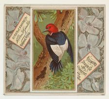 Woodpecker, from the Birds of America series (N37) for Allen & Ginter Cigarettes, 1888. Creator: Allen & Ginter