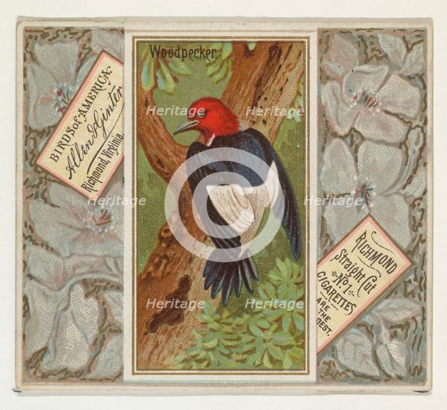 Woodpecker, from the Birds of America series (N37) for Allen & Ginter Cigarettes, 1888. Creator: Allen & Ginter.