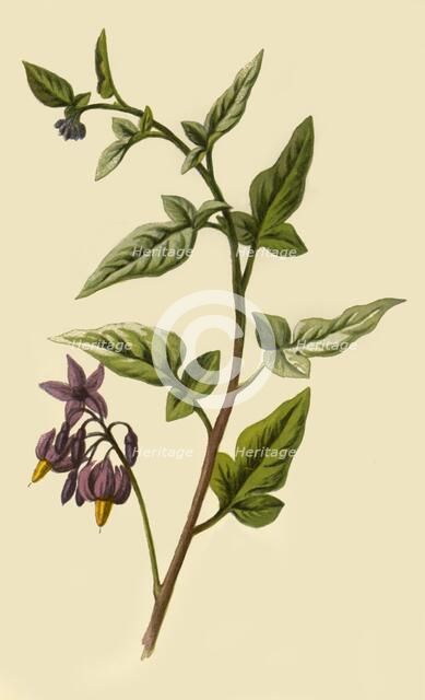 'Woody - Nightshade', 1877. Creator: Frederick Edward Hulme.