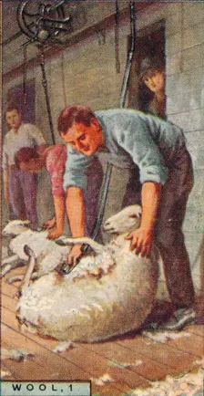 Wool, 1. - Shearing Sheep by Machinery, Australia 1928