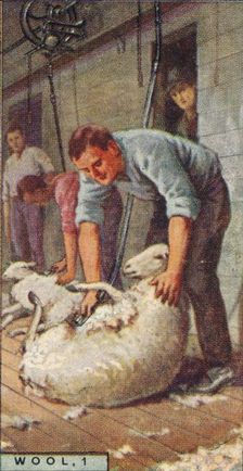 Wool, 1. - Shearing Sheep by Machinery, Australia 1928
