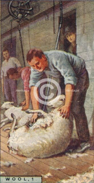 'Wool, 1. - Shearing Sheep by Machinery, Australia', 1928. Artist: Unknown.
