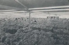 Wool for Sale in a Melbourne Showroom 1923. Creator: Unknown