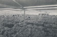 Wool for Sale in a Melbourne Showroom 1923. Creator: Unknown