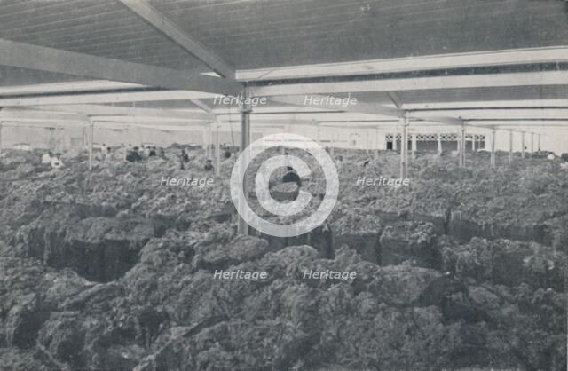 'Wool for Sale in a Melbourne Showroom', 1923. Creator: Unknown.