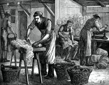 Wool sorters, c1880