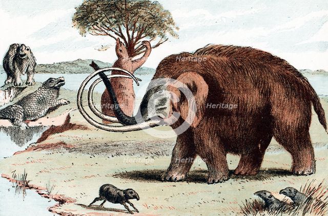 Woolly mammoth (Mammuthus), 1892. Creator: Unknown.